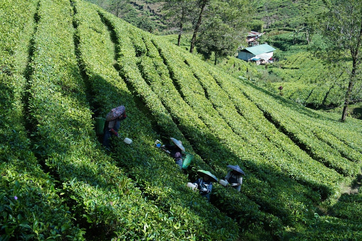 Di Tengah Pegunungan Papua Ternyata Ada Kebun Teh, Kisahnya Bikin Banyak Orang Penasaran