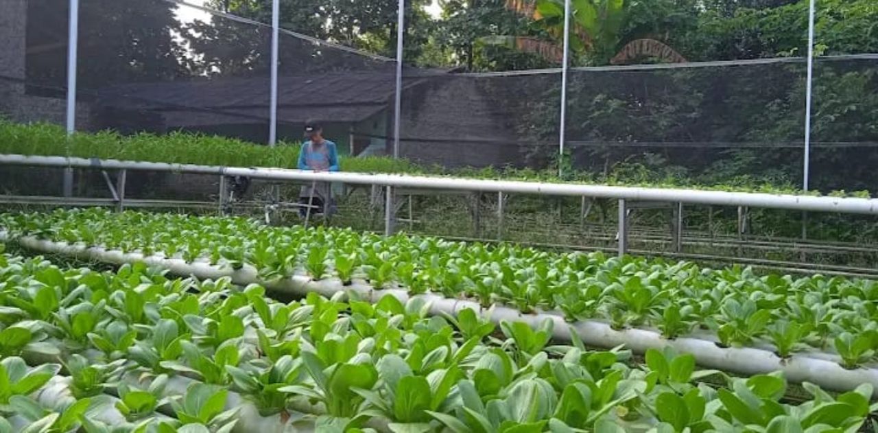 Hidroponik: Tren Pertanian Yang Diminati Petani Generasi Muda