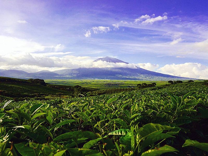 Bikin Betah! 5 Rekomendasi Tempat Wisata Dingin di Jambi, Pas Banget Buat Libur Keluarga