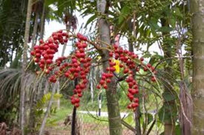 Bukan Sembarang Flora, Ini Makna dan Sejarah Bunga Khas Provinsi Jambi