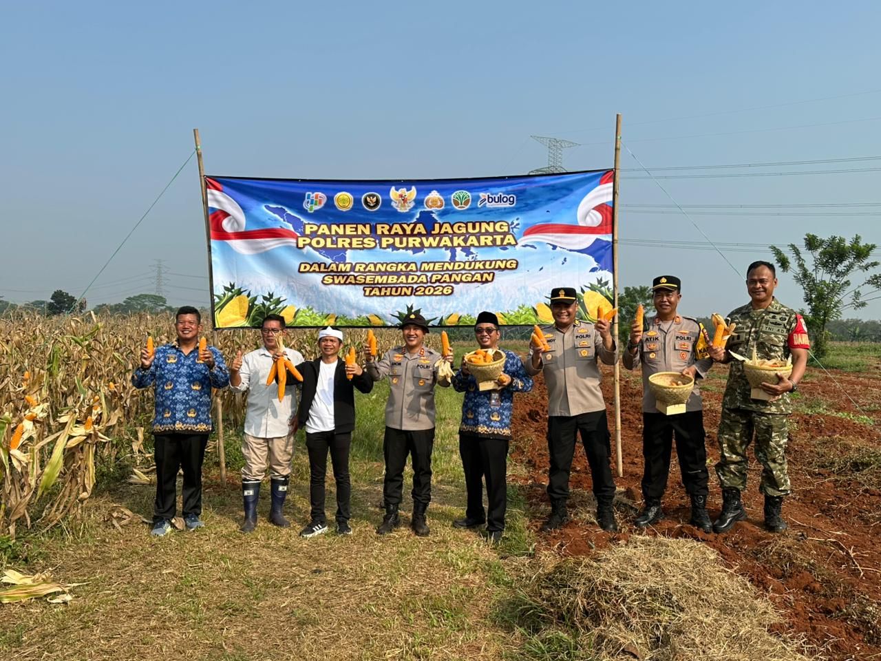 Bupati dan Kapolres Purwakarta Panen Raya Jagung di Campaka, Dorong Swasembada Pangan dengan Teknologi Pertanian Modern