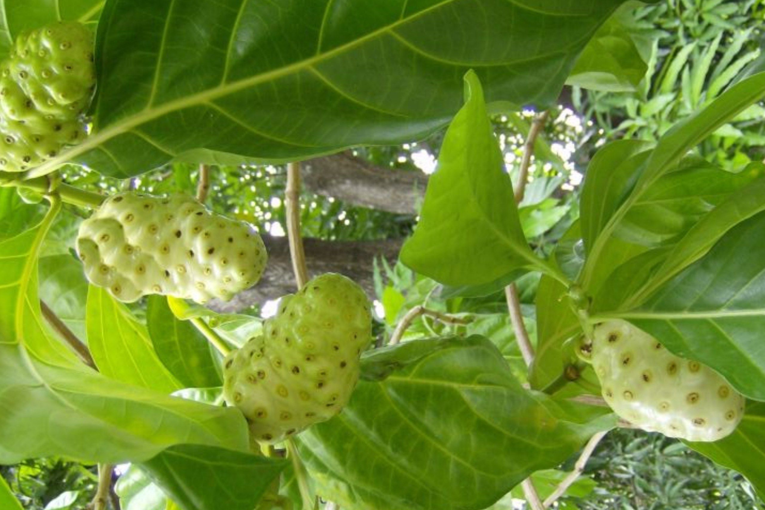 7 Manfaat Daun Mengkudu untuk Kesehatan yang Jarang Diketahui