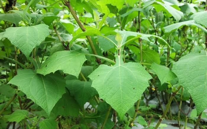 5 Manfaat Daun Yakon untuk Kesehatan, Terutama bagi Penderita Diabetes