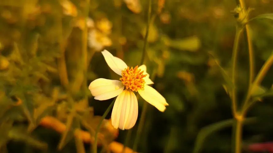Mengenal Bunga Khas Provinsi Bangka Belitung, Flora Unik yang Penuh Makna Filosofis