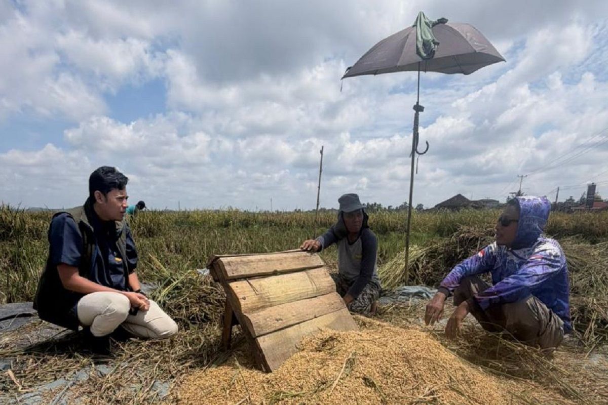 400 Ribu Ton Gabah dari Lampung untuk Cadangan Beras Pemerintah, BULOG Pastikan Stabilitas Harga Petani