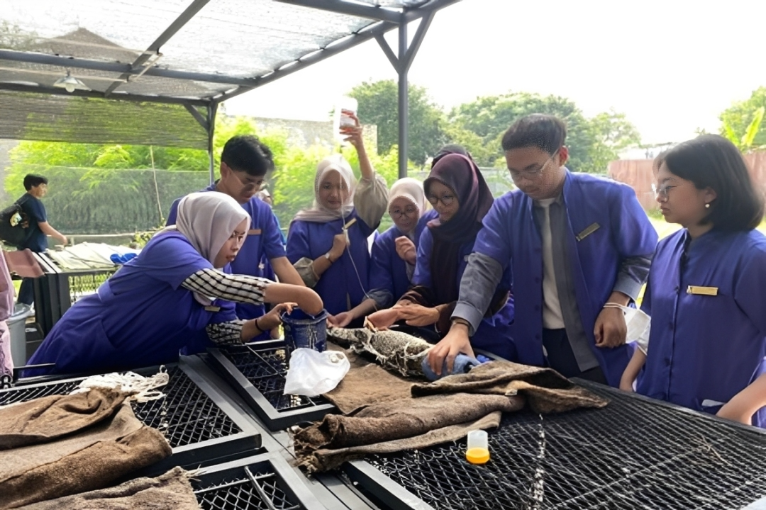 Libatkan Puluhan Mahasiswa, FKH UNAIR Lakukan Pemeriksaan Intensif Buaya Muara