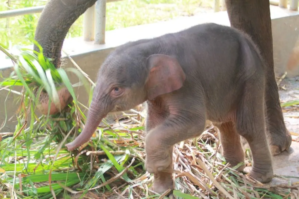 Kabar Gembira! Bayi Gajah Sumatera Betina Lahir di Lembah Hijau Lampung