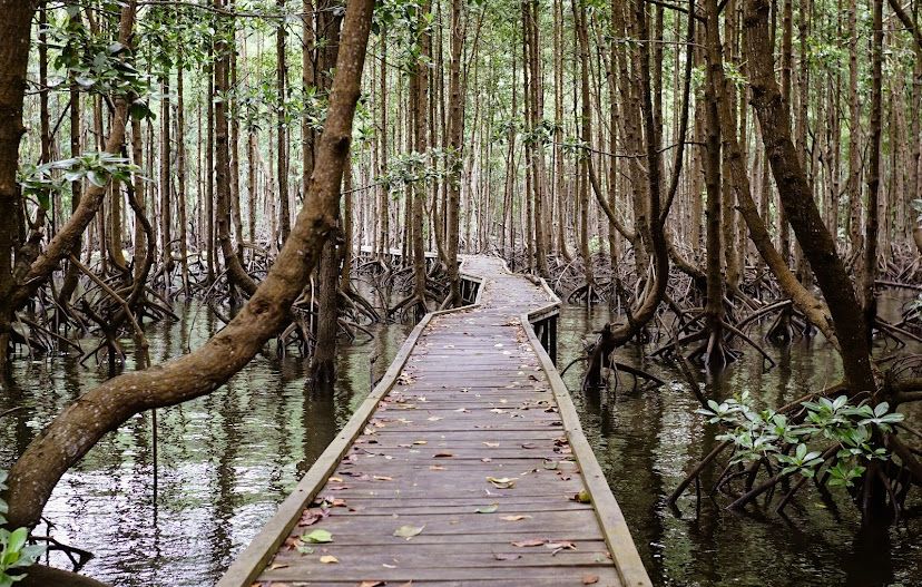 Menyusuri Jalur Ulin Bontang Mangrove Park, Wahana Liburan Murah Ramah Ekologi