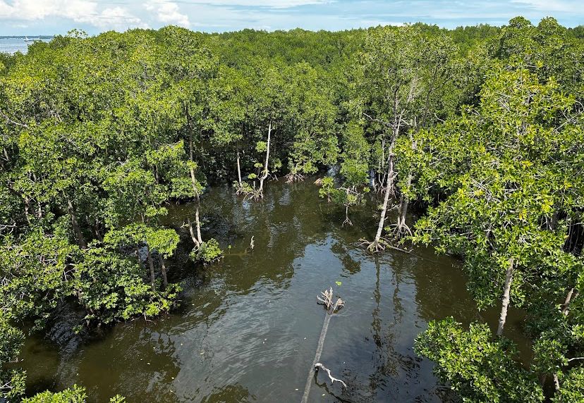 Menyusuri Jalur Ulin Bontang Mangrove Park, Wahana Liburan Murah Ramah Ekologi