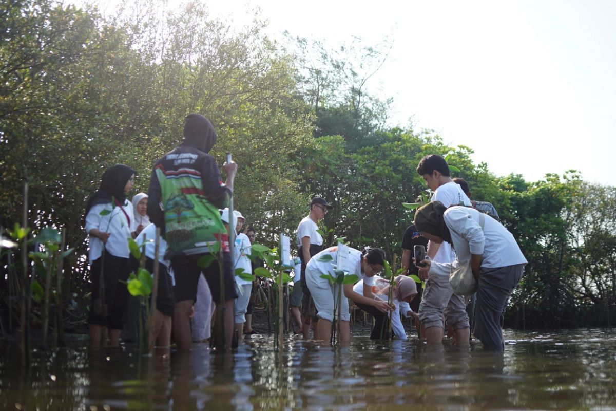 Yayasan Insive Bersama Alumni UGM Lakukan Aksi Konservasi Pesisir di Bantul: Tanam 100 Mangrove dan Lepas 20 Tukik