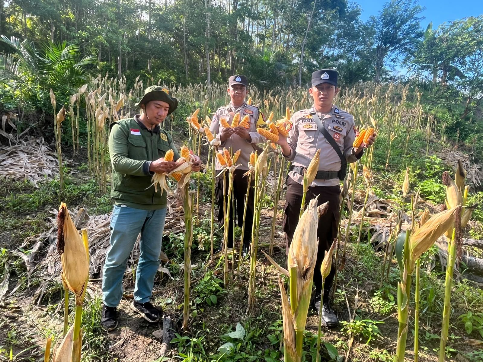 Dukung Ketahanan Pangan Nasional, Polsek Sebatik Barat Dampingi Panen Jagung Petani di Desa Maspul