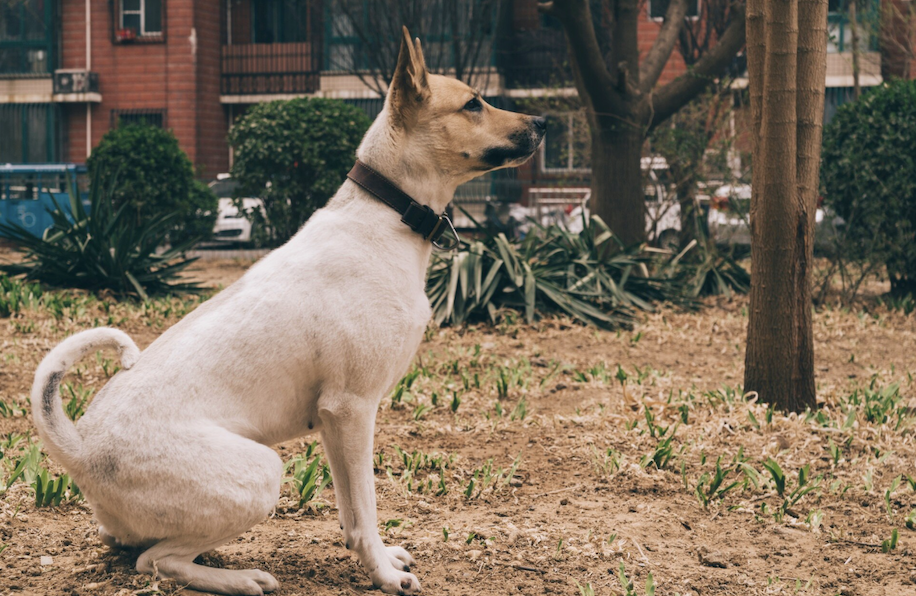 Bocah 9 Tahun Tewas Diserang Puluhan Anjing Pemburu di Bogor, Ini Fakta-fakta yang Terungkap