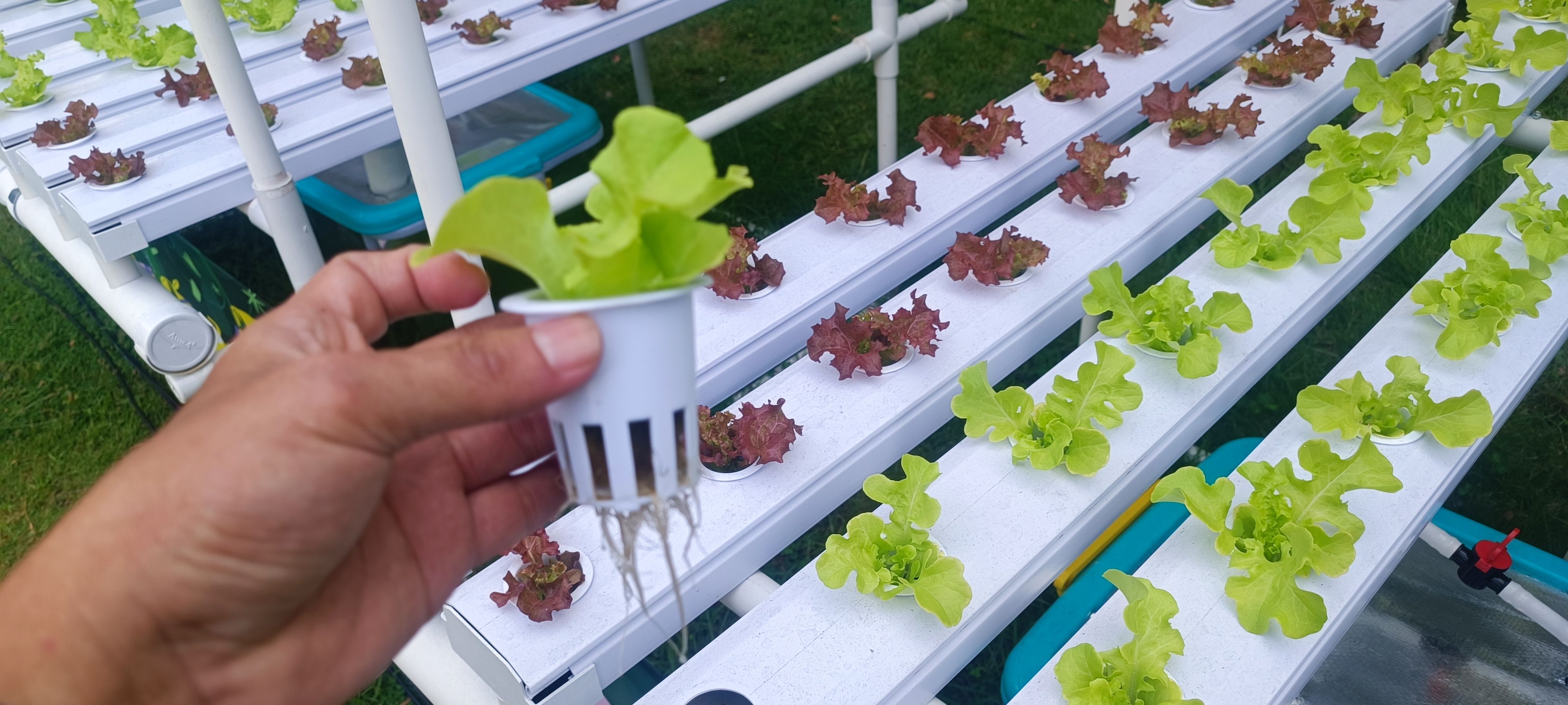 Hidroponik Urban Farming, Solusi Berkebun Modern di Tengah Keterbatasan Lahan Kota