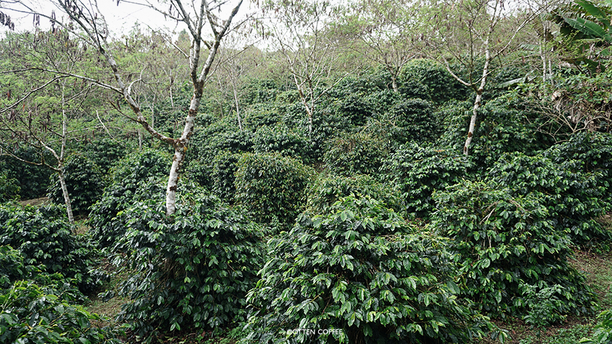 Bukan Cuma Kopi Gayo, Ini Deretan Komoditas Perkebunan Unggulan Aceh Tengah