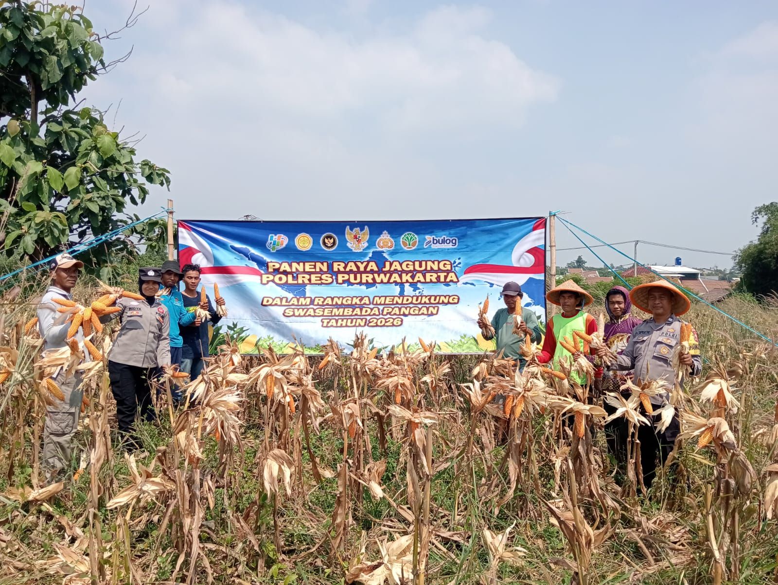 Panen Raya Jagung Hibrida di Bungursari, Bukti Nyata Sinergi Polri dan Petani Perkuat Ketahanan Pangan
