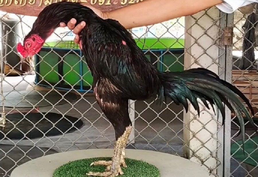 Sejarah Ayam Phanat: Warisan Ayam Adu Thailand yang Dikenal Cerdas dan Taktis
