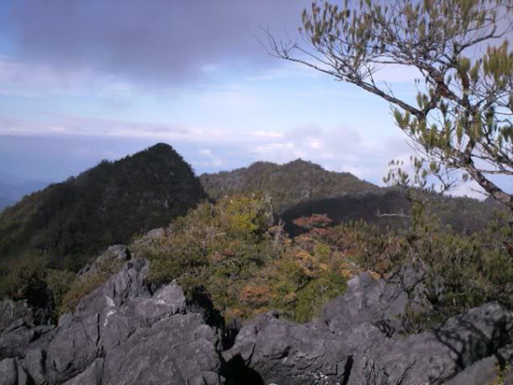 Taklukkan Atap Sulawesi Tenggara! Panduan Jalur Pendakian Gunung Mekongga yang Wajib Diketahui Pendaki