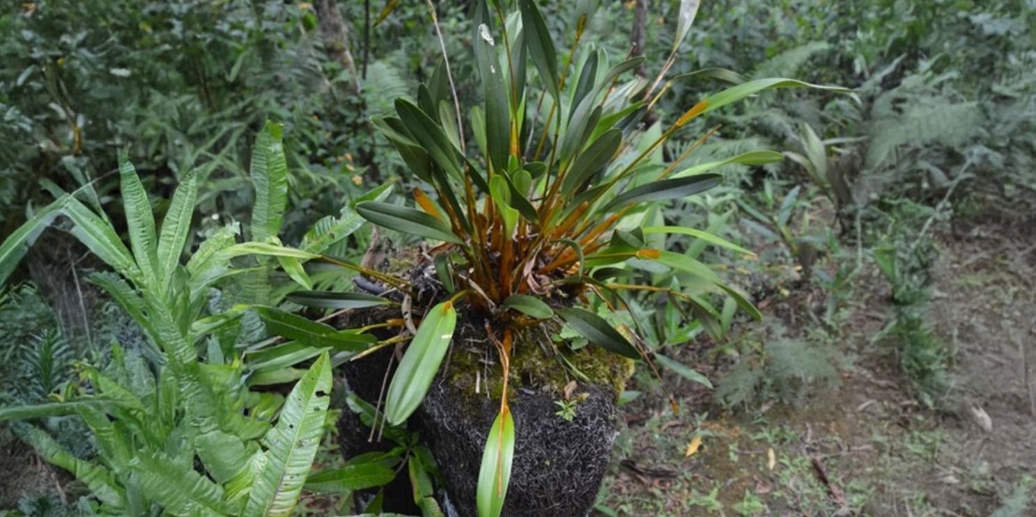 Keindahan Bunga Endemik Papua yang Memikat Dunia