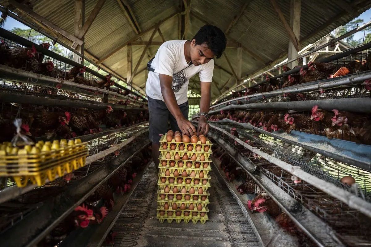 Jateng Alami Surplus Telur, SPPG Diminta Untuk Menambah Produksi Berbahan Telur