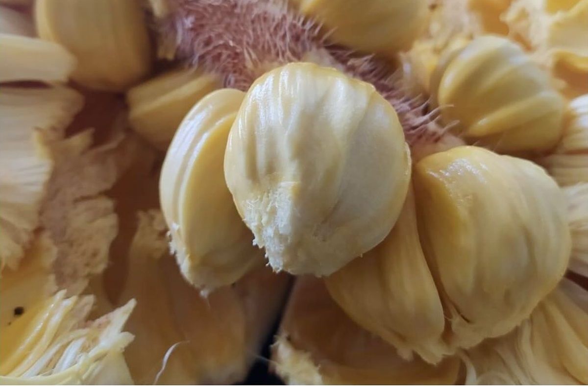 Buah yang Mirip Nangka, Yuk Kenalan dengan Cempedak!