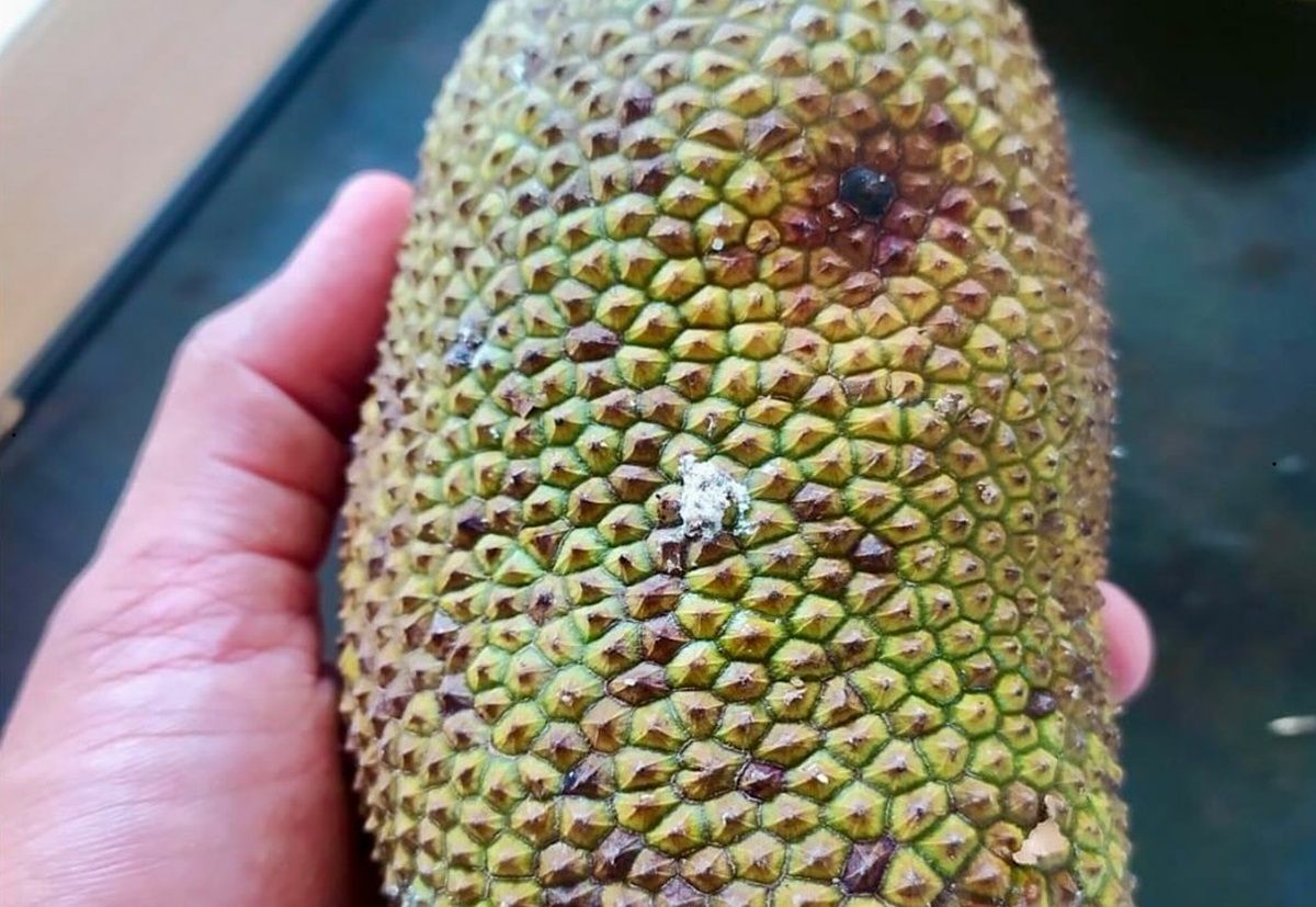 Buah yang Mirip Nangka, Yuk Kenalan dengan Cempedak!