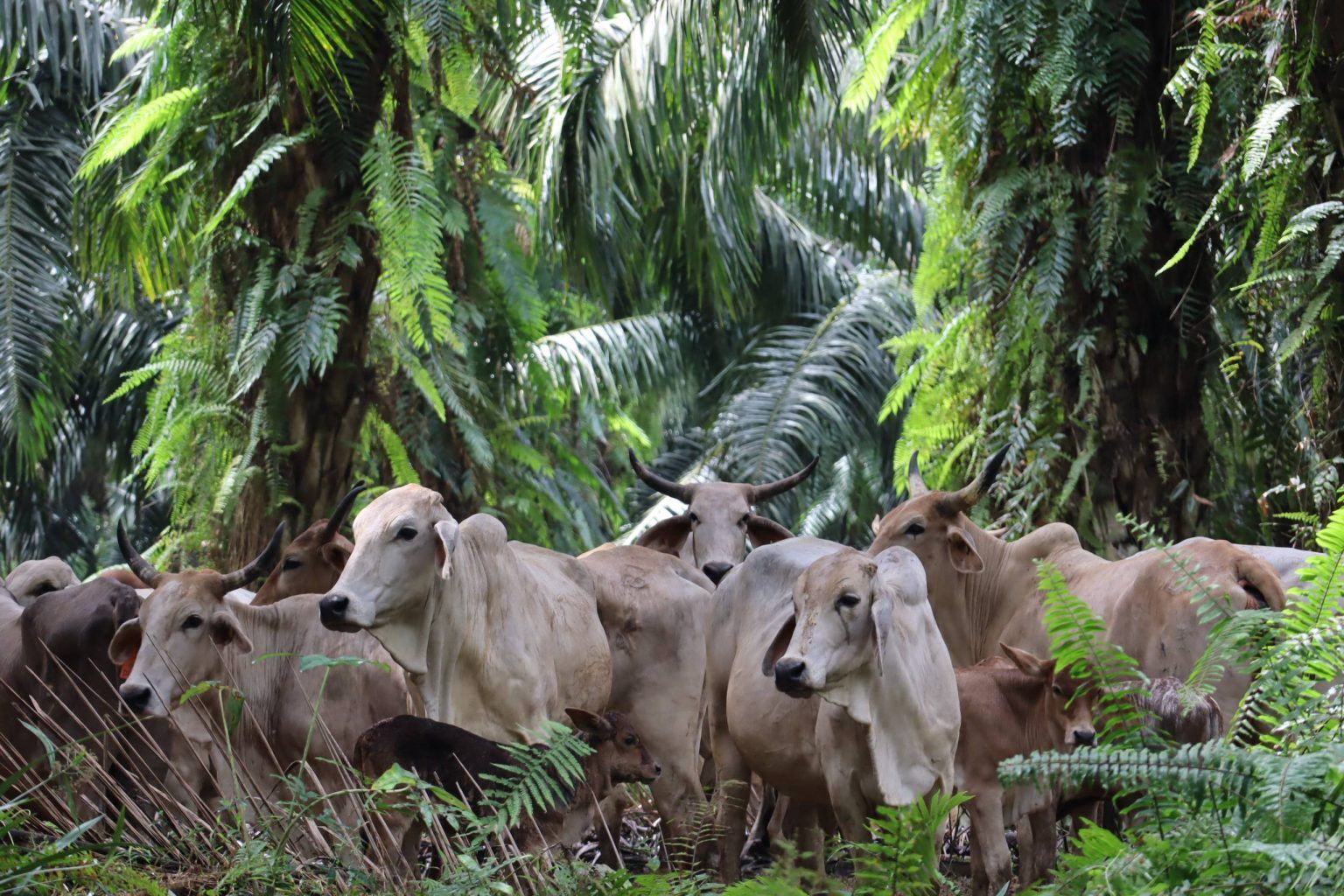 Solusi Cerdas SISKA KU INTIP: Mengubah Perkebunan Sawit Menjadi Lumbung Daging Nasional