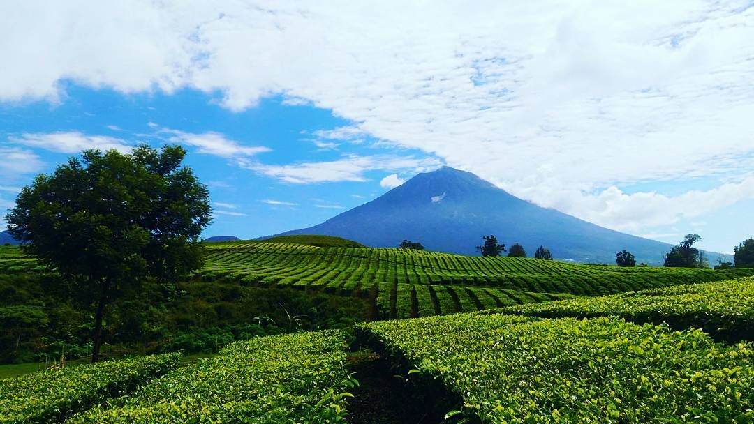 Panduan Wisata Keluarga ke Kebun Teh Kayu Aro dan Kebun Kopi Kerinci Jambi