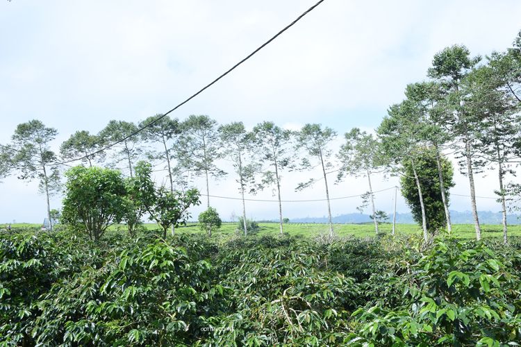 Panduan Wisata Keluarga ke Kebun Teh Kayu Aro dan Kebun Kopi Kerinci Jambi
