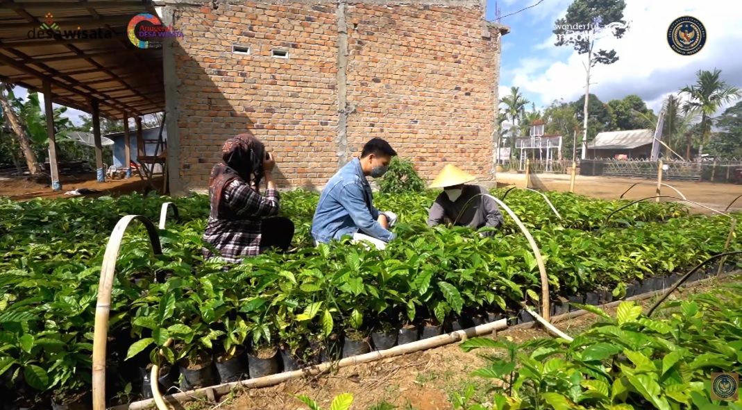 Kampung Kopi Rigis Jaya: Wisata Edukasi Kopi di Lampung Barat