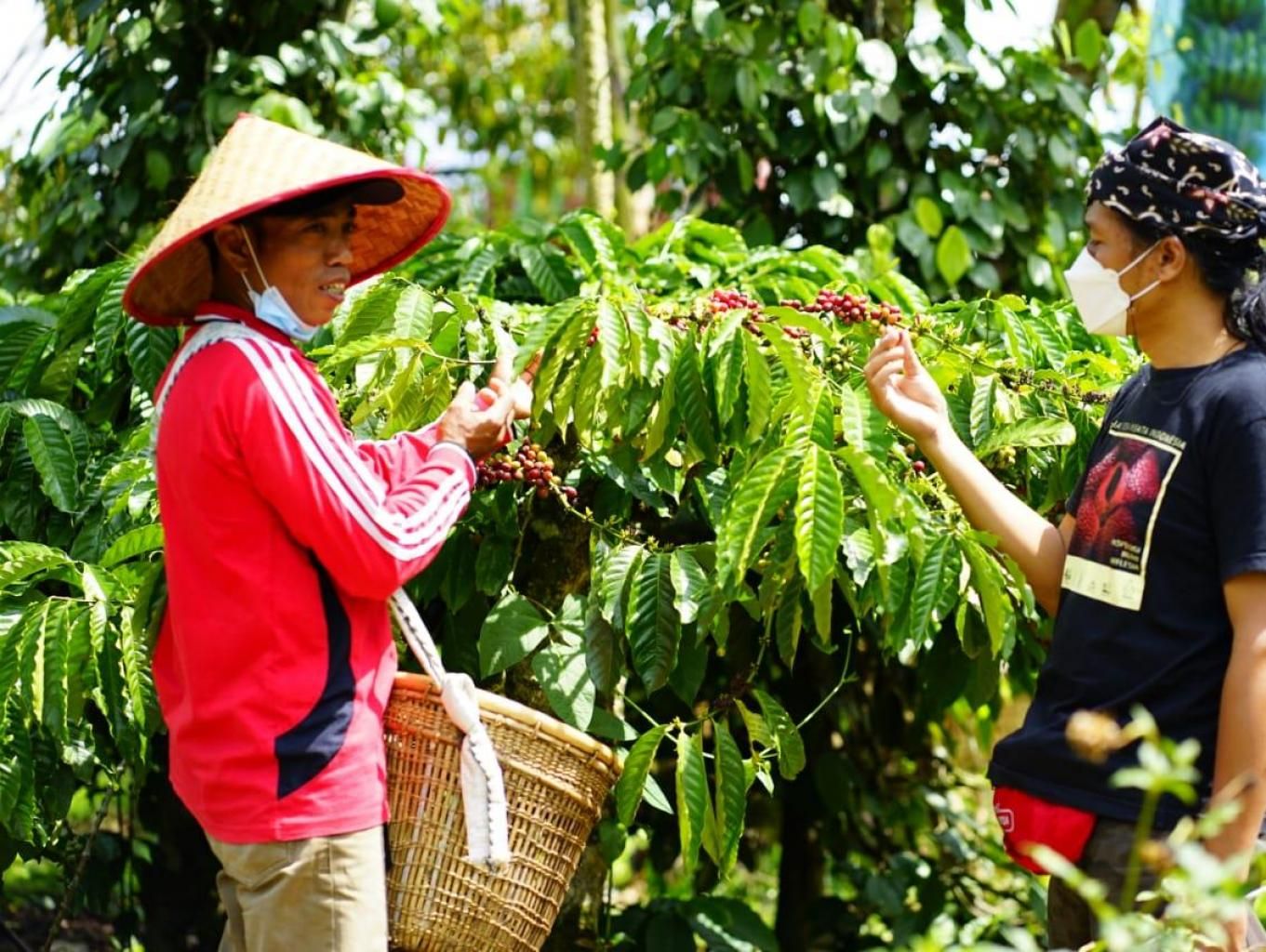 Kampung Kopi Rigis Jaya: Wisata Edukasi Kopi di Lampung Barat