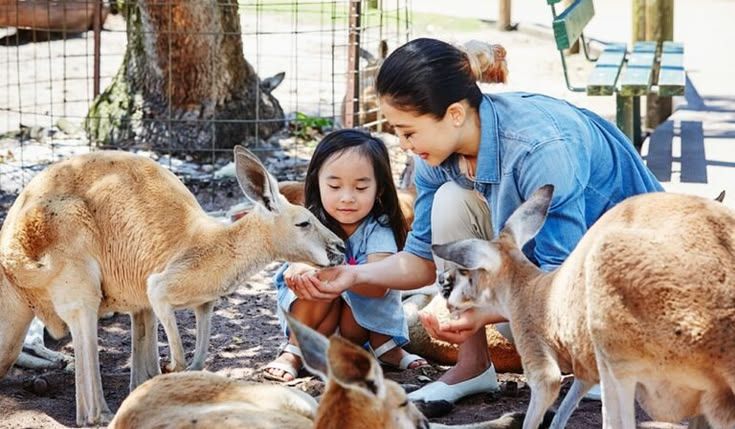 Destinasi Ramah Keluarga: Panduan Lengkap Wisata Edukasi Alam di Pusat Konservasi Satwa Jambi