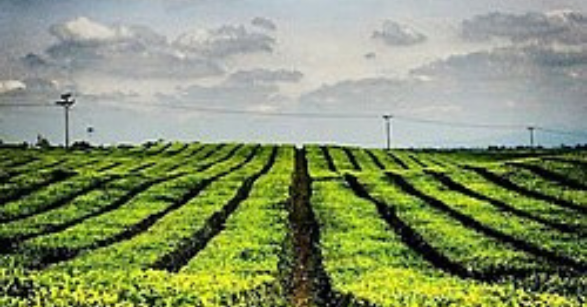 Wisata Kopi Liberika dan Kebun Teh Jadi Magnet Agrowisata Favorit di Riau