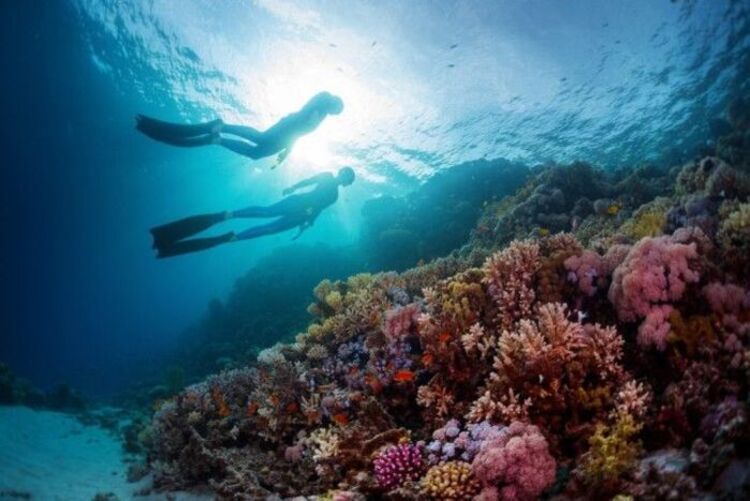 Spot Scuba Diving dan Freediving di Jambi: Panduan Wisata Bawah Air Paling Menawan