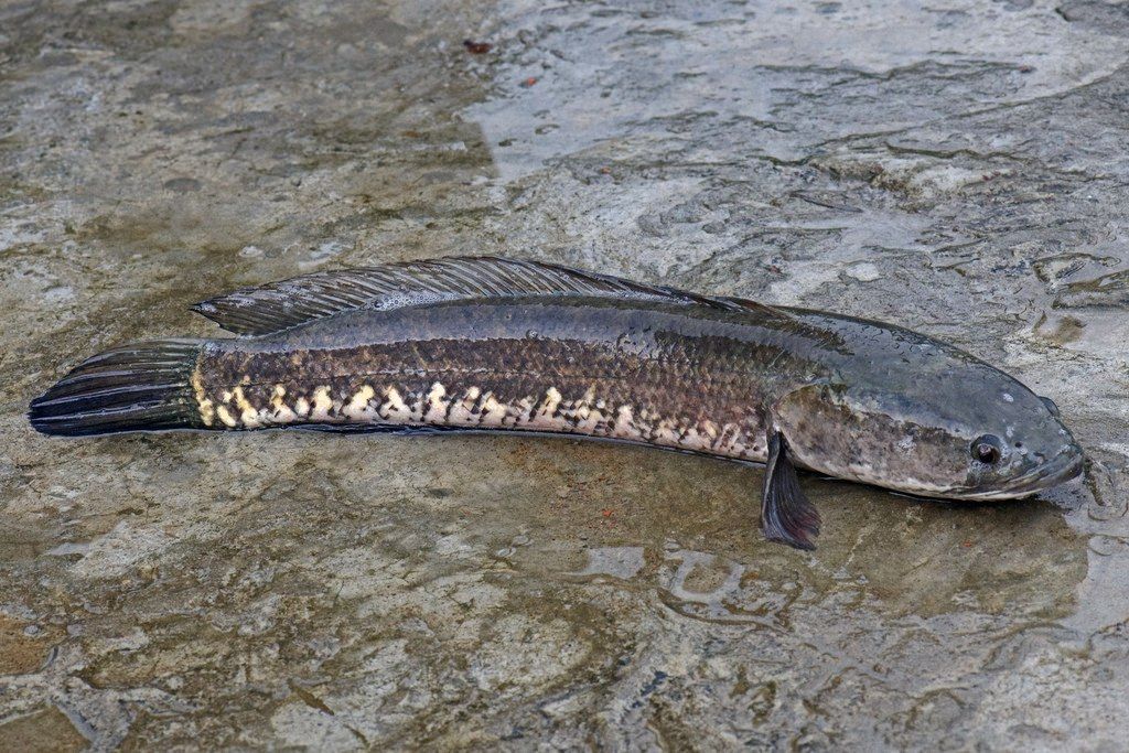 7 Manfaat Luar Biasa Ikan Gabus untuk Kesehatan Tubuh