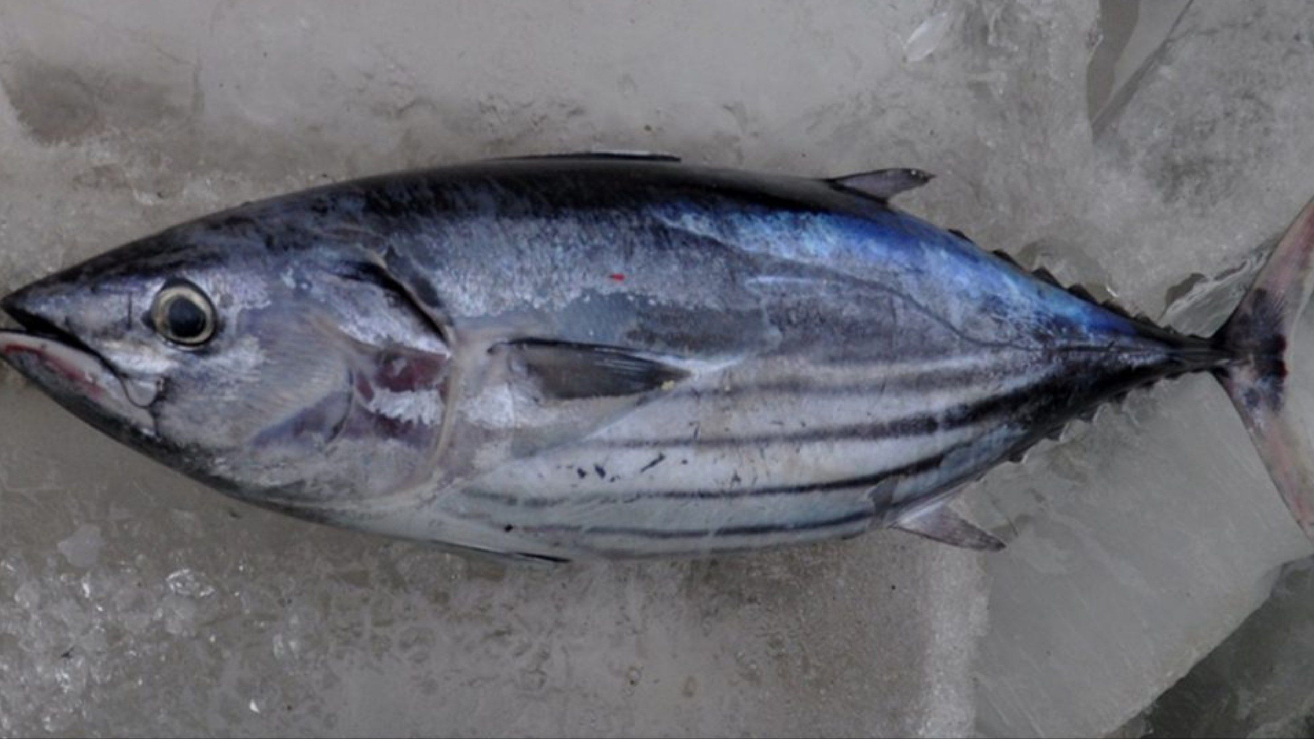 7 Manfaat Ikan Cakalang untuk Kesehatan Tubuh yang Kaya Gizi