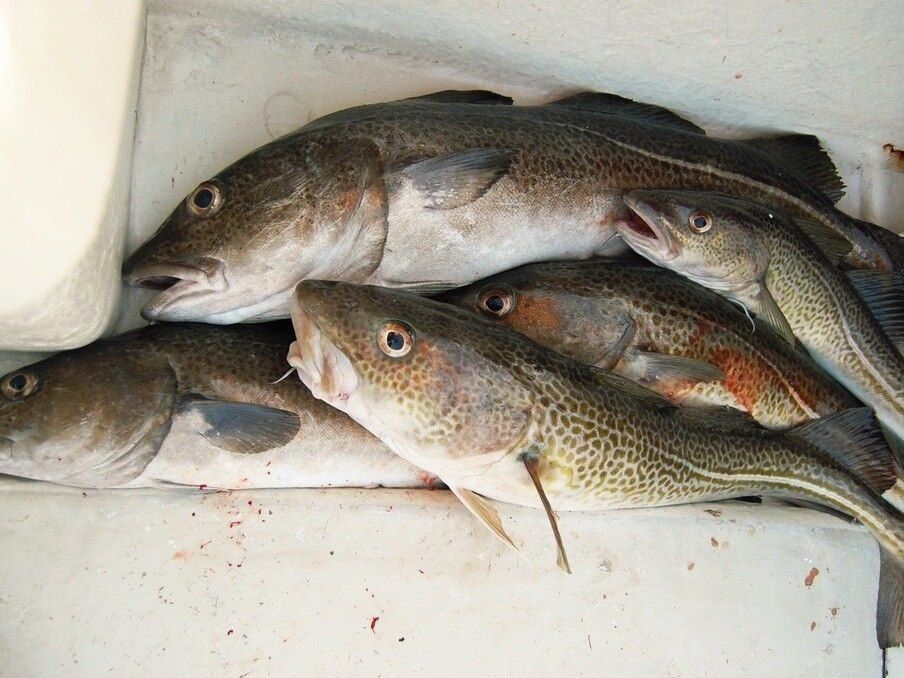 7 Manfaat Ikan Kod untuk Kesehatan yang Jarang Diketahui