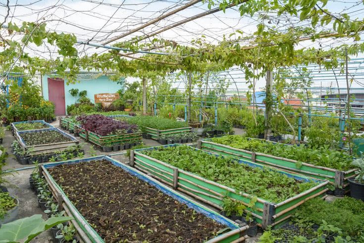 Destinasi Wisata Petik Buah Terbaik di Jambi: Rasakan Sensasi Segar Langsung dari Kebun