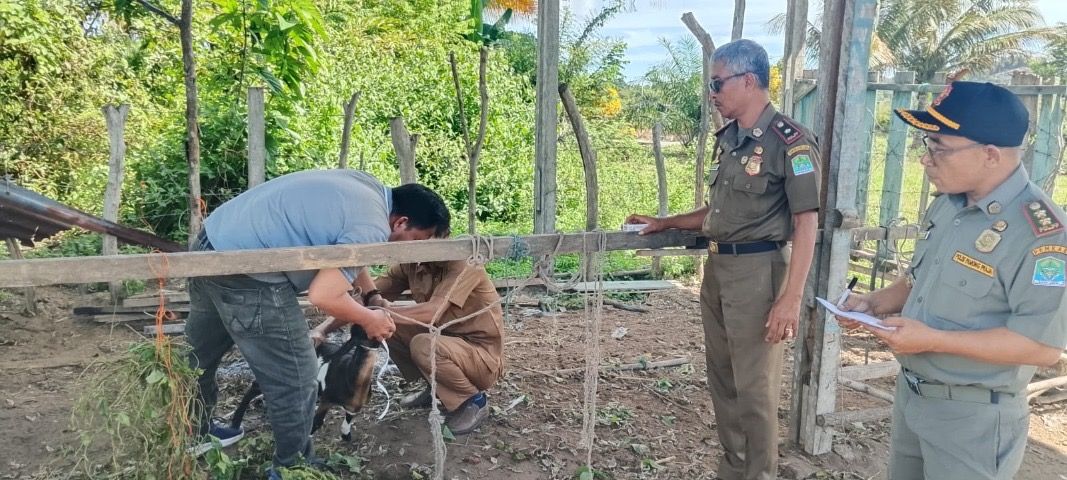 Satpol PP dan WH Aceh Jaya Gelar Lelang Ternak Hasil Penertiban, Ini Syarat Ikutnya