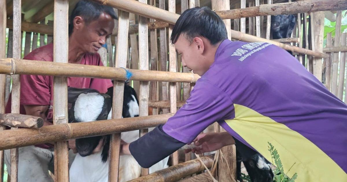 Posyandu Ternak di Krucil Layani 268 Ekor Ternak, Diperta Probolinggo Perkuat Kesehatan Hewan