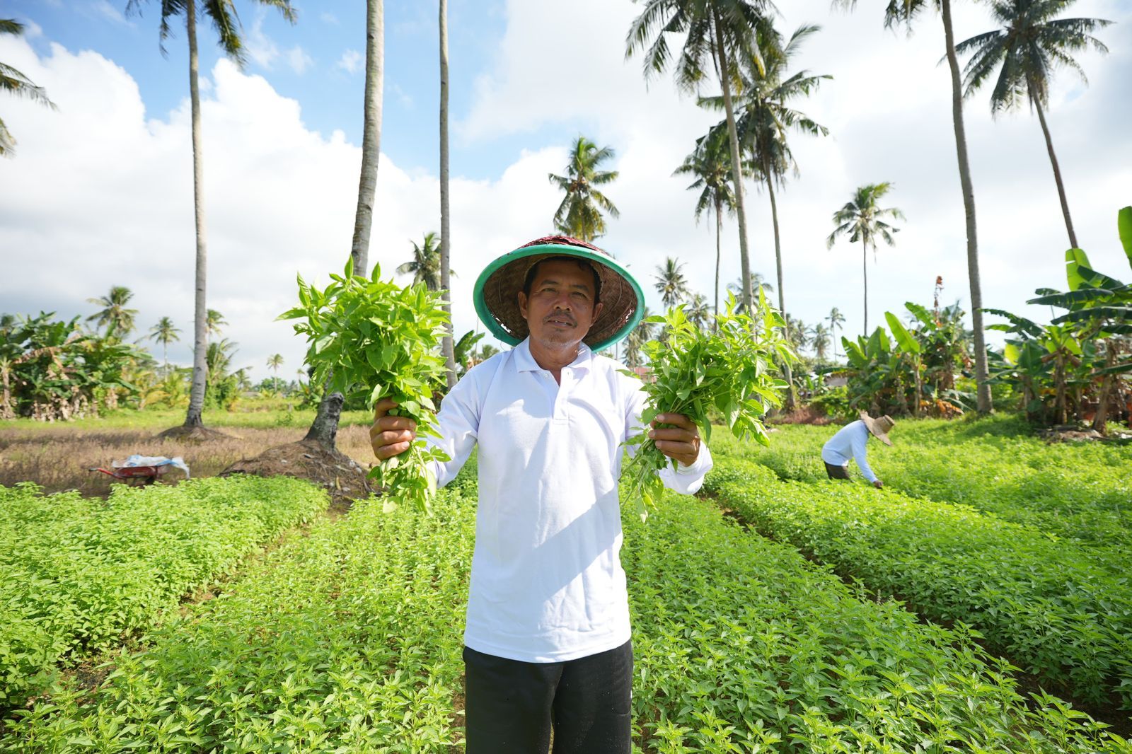 Mengubah Cangkul Menjadi Harapan: Kisah Inspiratif Edi Berawal Menggarap Lahan Orang hingga Miliki Tanah Sendiri Berkat KUR BRI