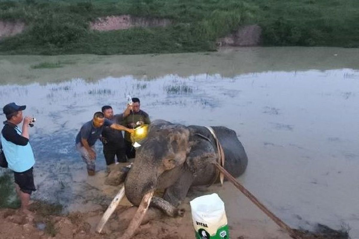 Gajah Indra Tutup Usia Setelah 30 Tahun Mengabdi untuk Konservasi Way Kambas