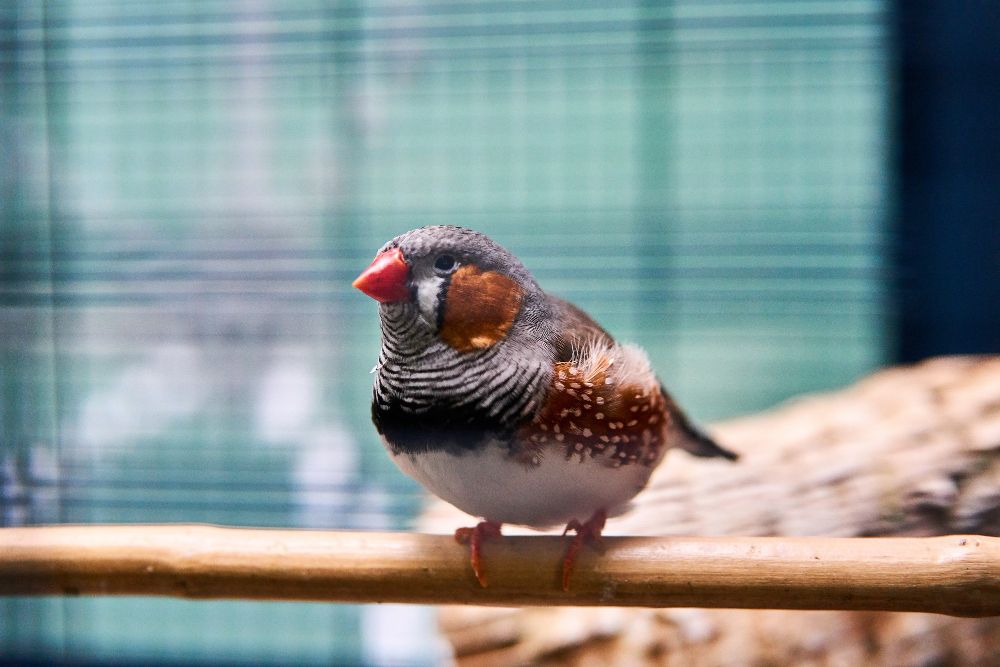 Ilmuwan Berhasil Terjemahkan 11 Kosakata dalam Cuitan Burung Zebra Finch