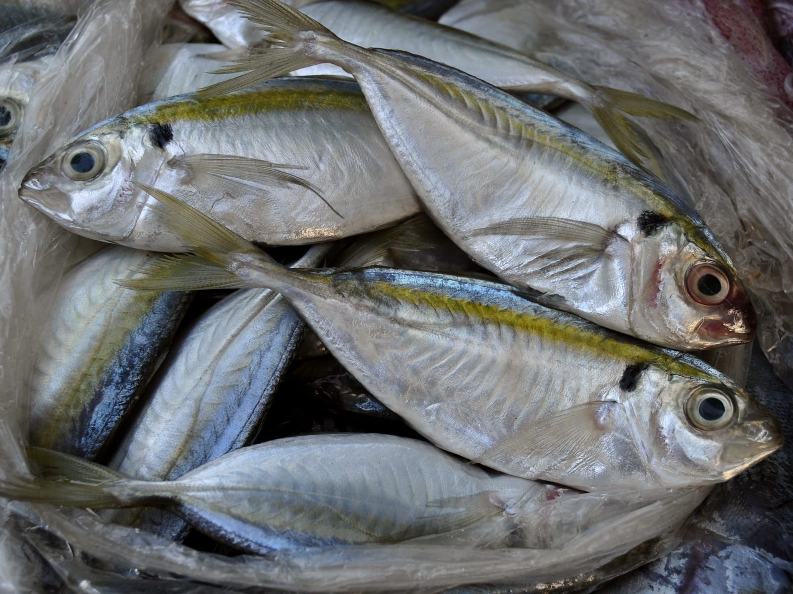 7 Manfaat Ikan Selar untuk Kesehatan Tubuh yang Jarang Diketahui
