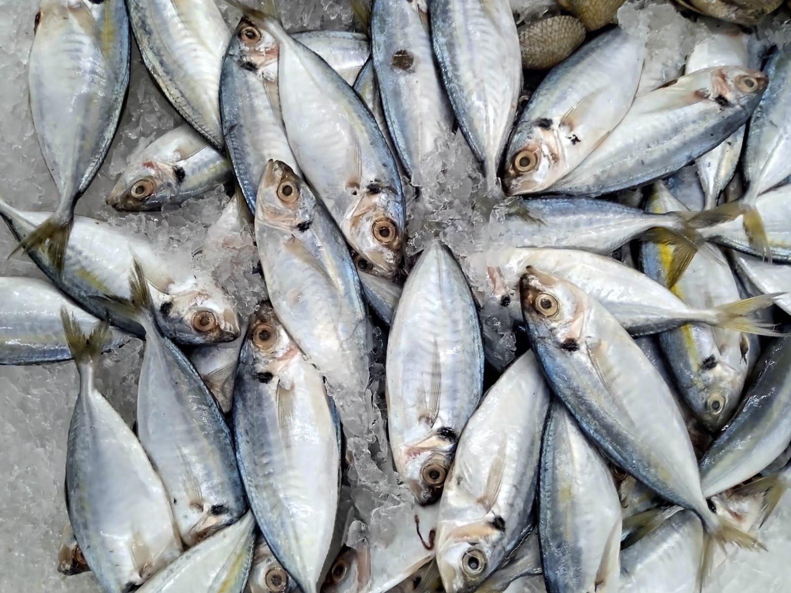 7 Manfaat Ikan Selar untuk Kesehatan Tubuh yang Jarang Diketahui