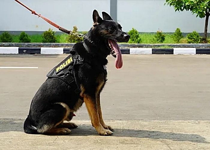 Sejarah Anjing Polisi, Mitra Andalan Penegak Hukum