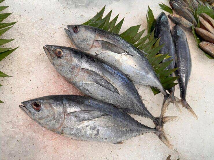 7 Manfaat Ikan Tenggiri untuk Kesehatan yang Wajib Kamu Tahu