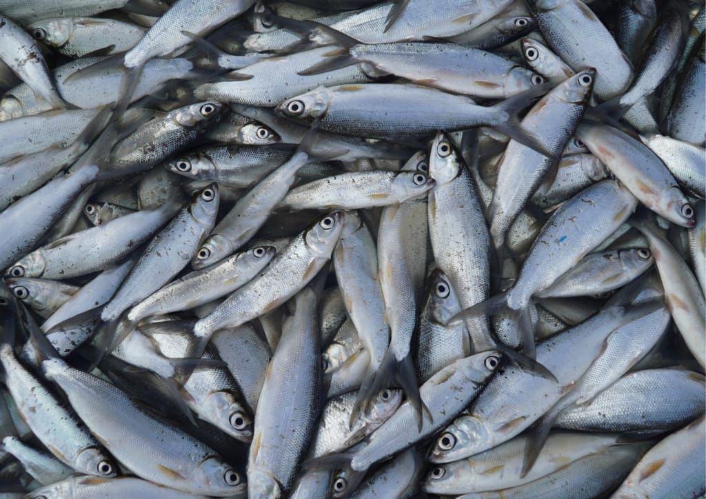 7 Manfaat Ikan Bandeng untuk Kesehatan yang Perlu Diketahui
