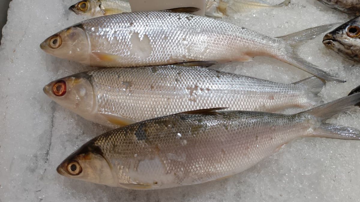 7 Manfaat Ikan Bandeng untuk Kesehatan yang Perlu Diketahui