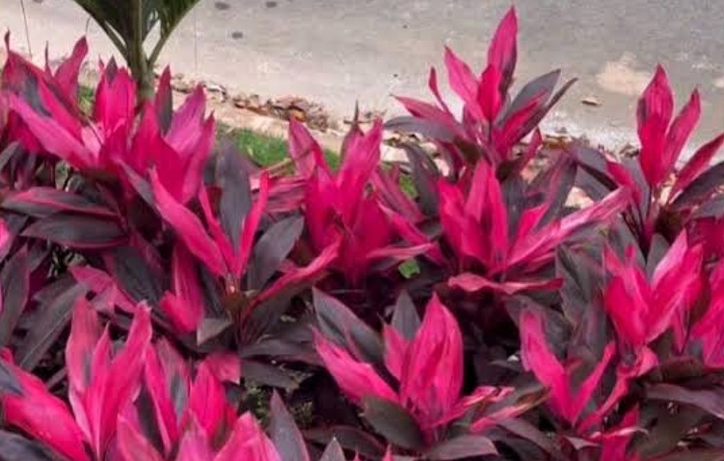 Andong Merah, Flora Khas Kota Malang yang Menyimpan Identitas Daerah