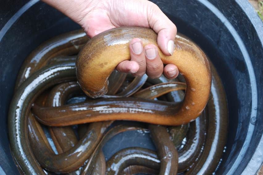 7 Manfaat Belut untuk Kesehatan Tubuh yang Perlu Diketahui